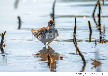 Green sandpiper or Tringa ochropus walks on lake Green sandpiper or Tringa ochropus walks on lake 75560810