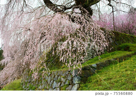 雨の又兵衛桜(本郷の瀧桜)　奈良県宇陀市大宇陀本郷 75560880