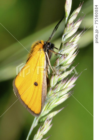 Butterfly, Guadarrama National Park, Spain 75560884