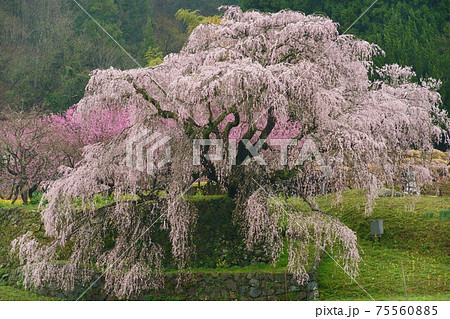 雨の又兵衛桜(本郷の瀧桜)　奈良県宇陀市大宇陀本郷 75560885