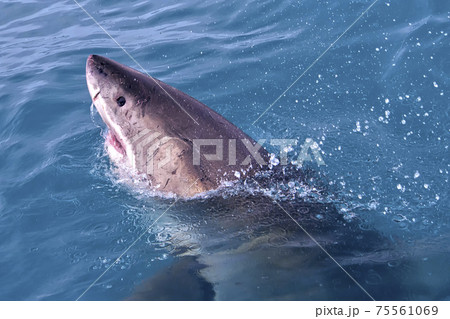 Great White Shark, Gansbaai, South Africa 75561069