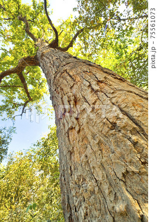 Riverine Forest, Royal Bardia National Park, Nepal 75561073
