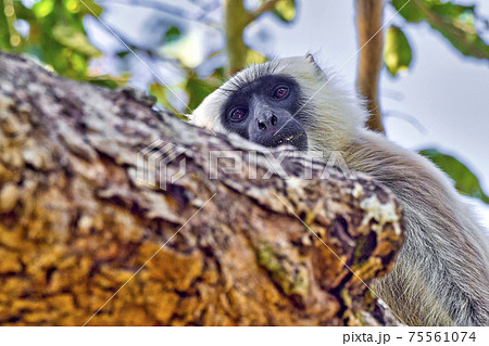 Tarai Gray Langur, Royal Bardia National Park, Nepal Tarai Gray Langur, Royal Bardia National Park, Nepal 75561074