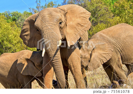 African Elephant, Wildlife Reserve, South Africa African Elephant, Wildlife Reserve, South Africa 75561078