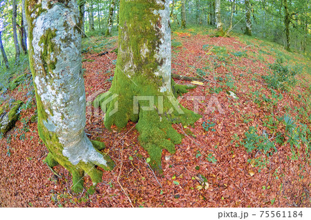 Forest Landscape, Valderejo Natural Park, Spain Forest Landscape, Valderejo Natural Park, Spain 75561184