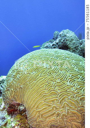 Brain coral, Coral Reef, Isla de la Juventud, Cuba Brain coral, Coral Reef, Isla de la Juventud, Cuba 75561185