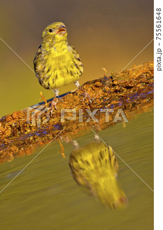 Serin, Mediterranean Forest, Spain 75561648