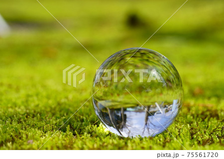碧くなり始めた苔庭とレンズボール・エコイメージ7 75561720