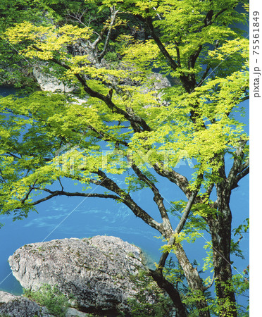 秋田県　仙北市　抱返り渓谷の新緑と青い川 75561849