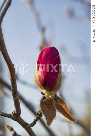 鱗片葉が取れて花を咲かそうとしている紫木蓮の写真素材