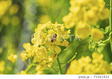 大きい花粉だんごを付けたミツバチが花の蜜を集める様子の写真素材