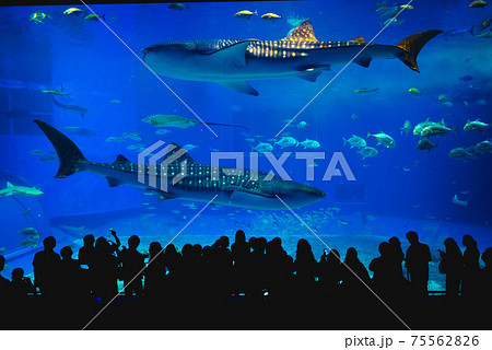 May 28, 2017: The main tank, called the Kuroshio Sea, of Okinawa Churaumi Aquarium in the Ocean Expo Park in Okinawa, Japan. It was the largest one as the aquarium was opened. May 28, 2017: The main tank, called the Kuroshio Sea, of Okinawa Churaumi Aquarium in the Ocean Expo Park in Okinawa, Japan. It was the largest one as the aquarium was opened. 75562826