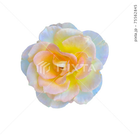 It's a rose with yellow on the inside and white on the outside on a white background,clipping paths. It's a rose with yellow on the inside and white on the outside on a white background,clipping paths. 75562845