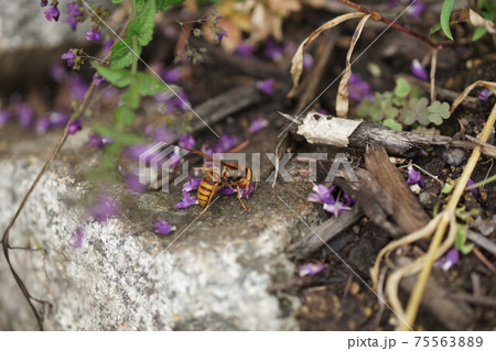 アキチョウジの蜜を吸うキイロスズメバチ アキチョウジの蜜を吸うキイロスズメバチ 75563889