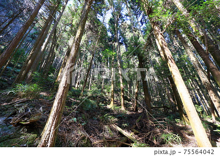 杉木立 杉林 人工林 植林 花粉症 杉木立 杉林 人工林 植林 花粉症 75564042