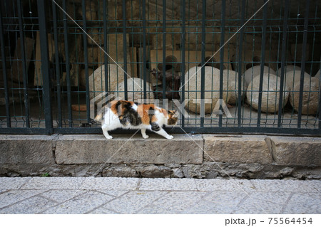 calico cat on the street in dubrovnik calico cat on the street in dubrovnik 75564454