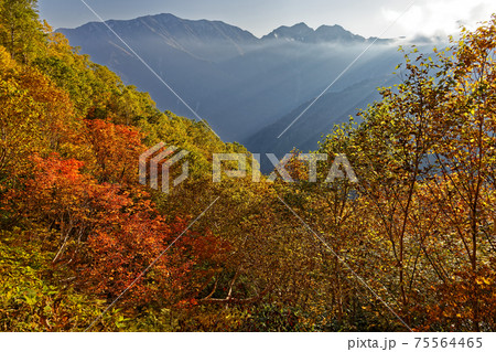 柏原新道の紅葉と斜光線の針ノ木岳稜線 75564465