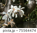 こぶし 75564474
