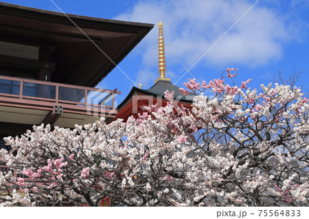中山寺の梅 75564833