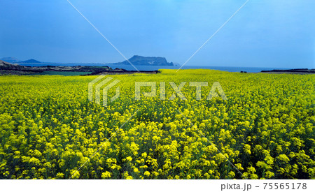 春 花畑 花 75565178