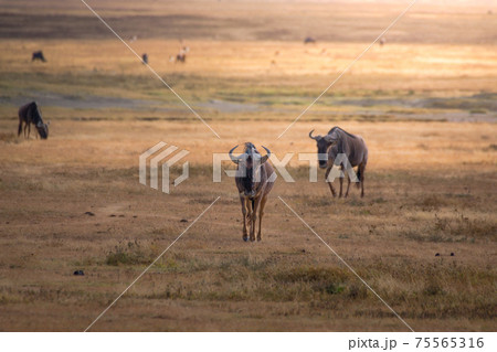 Wildebeest in the grassland of the Ngorongoro Crater Conservation Area. Safari concept. Tanzania. Africa 75565316