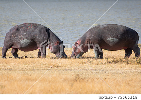 Pair of hippos facing each other on the shores of Lake Magadi, in the Ngorongoro Crater Conservation Area. Safari concept. Tanzania. Africa 75565318