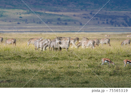 Multiple Zebras and Tompson's Gazelles in the grassland conservation area of the Ngorongoro Crater. Wildlife safari concept. Tanzania. Africa 75565319