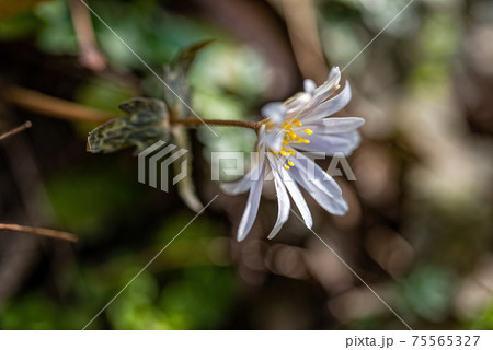 咲いている白いユキワリイチゲの花 咲いている白いユキワリイチゲの花 75565327