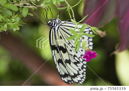 蝶が花の蜜を吸っています 蝶の名前はオオゴマダラです の写真素材