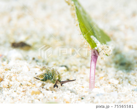 オオアリモウミウシ 75565581