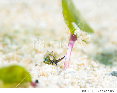 オオアリモウミウシ 75565585