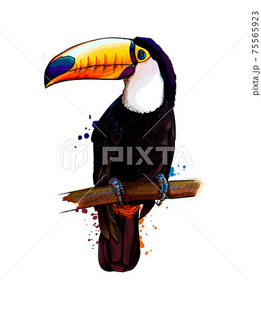 Toucan Tropical Bird From A Splash Of のイラスト素材