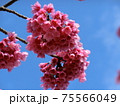 寒緋桜（かんひざくら） 75566049