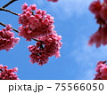 寒緋桜（かんひざくら） 75566050