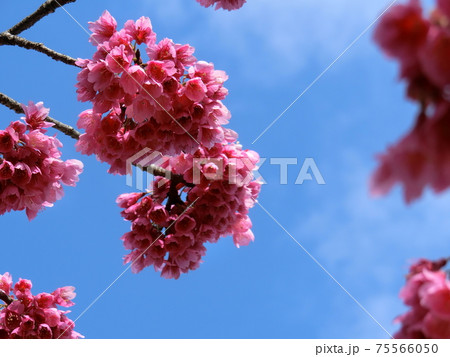 寒緋桜(かんひざくら) 寒緋桜(かんひざくら) 75566050