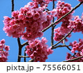 寒緋桜（かんひざくら） 75566051