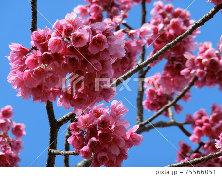 寒緋桜（かんひざくら） 75566051