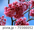 寒緋桜（かんひざくら） 75566052