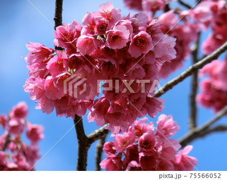 寒緋桜（かんひざくら） 75566052