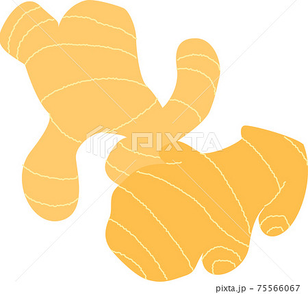 生姜のイラストのイラスト素材