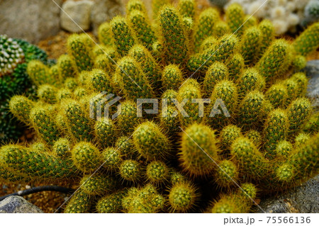 サボテンのとげ サボテンのとげ 75566136