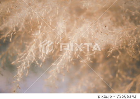 dried grass flowers background 75566342
