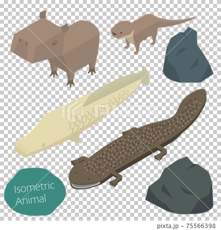 Capybara, river otter, pirarucu, giant salamander isometric illustration 75566398