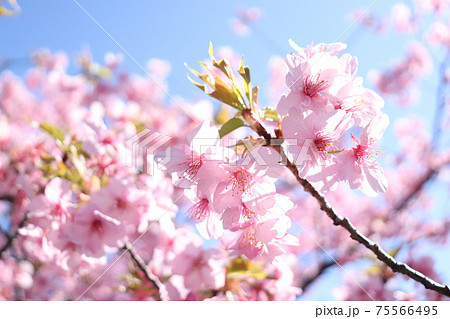 サクラ かわいい 桜 さくら ピンク 満開 春 花びら 綺麗 入学 卒業 新生活 落ち着いたの写真素材