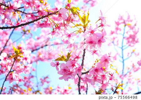 桜 満開 春 淡い さくら サクラ ピンク かわいい きれい 入学 卒業 新