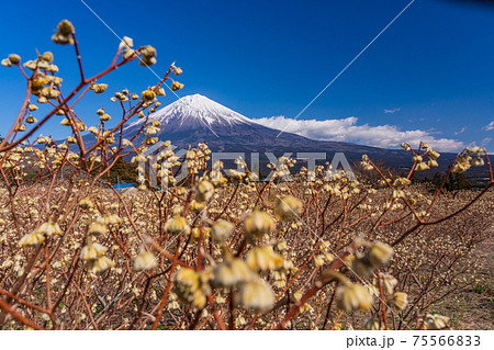 （静岡県）白糸自然公園のミツマタの花と富士山 75566833