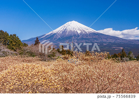 （静岡県）白糸自然公園のミツマタの花と富士山 75566839