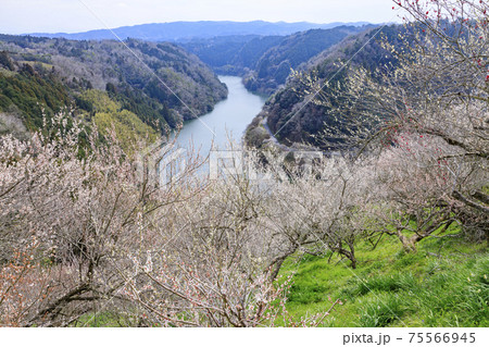 満開の月ヶ瀬梅林 満開の月ヶ瀬梅林 75566945