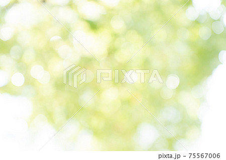 グリーンボケ　大阪市中之島公園の木々 75567006