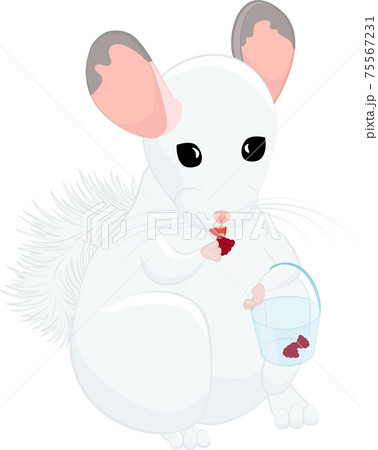 Cute stylized cartoon white chinchilla eating raspberries isolated on green 75567231